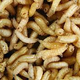 Illustration for article titled How forensic pathologists used maggots to identify an unrecognizable body